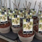 Moruša biela (Morus alba) ‘DOLCE VITA’ - výška 25-30 cm, kont. C1,5L